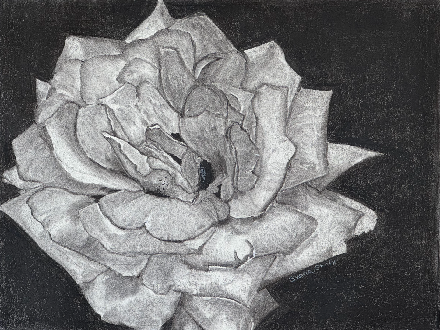 Charcoal Rose #1